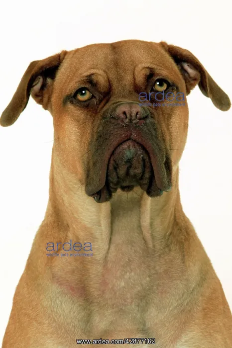 : Dog - Dogue de Bordeaux / Bordeaux / French Mastiff : Dog - Dogue de Bordeaux / Bordeaux / French Mastiff