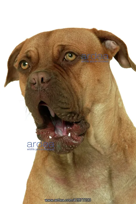  : Dog - Dogue de Bordeaux  /  Bordeaux  /  French Mastiff