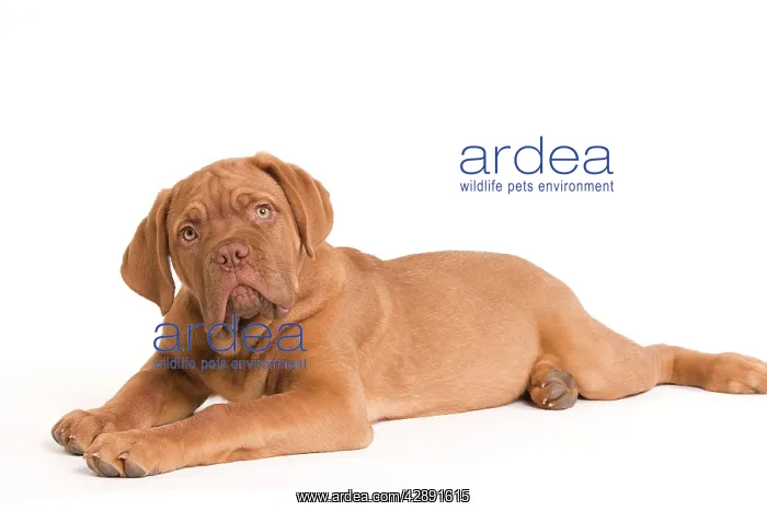 : Dog - Dogue de Bordeaux / Bordeaux / French Mastiff : Dog - Dogue de Bordeaux / Bordeaux / French Mastiff