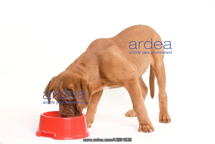 : Dog - Dogue de Bordeaux / Bordeaux / French Mastiff : Dog - Dogue de Bordeaux / Bordeaux / French Mastiff