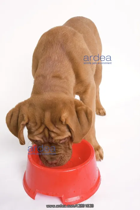 : Dog - Dogue de Bordeaux / Bordeaux / French Mastiff : Dog - Dogue de Bordeaux / Bordeaux / French Mastiff