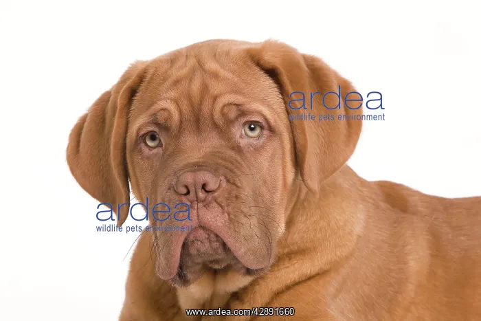 : Dog - Dogue de Bordeaux / Bordeaux / French Mastiff : Dog - Dogue de Bordeaux / Bordeaux / French Mastiff