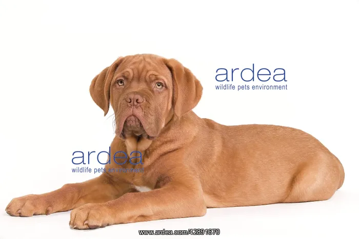 : Dog - Dogue de Bordeaux / Bordeaux / French Mastiff : Dog - Dogue de Bordeaux / Bordeaux / French Mastiff