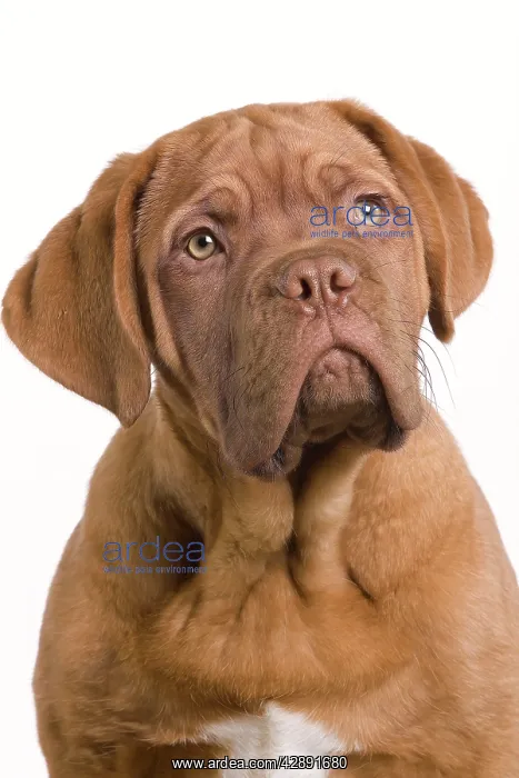 : Dog - Dogue de Bordeaux / Bordeaux / French Mastiff : Dog - Dogue de Bordeaux / Bordeaux / French Mastiff