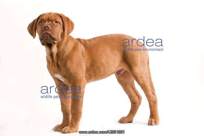 : Dog - Dogue de Bordeaux / Bordeaux / French Mastiff : Dog - Dogue de Bordeaux / Bordeaux / French Mastiff