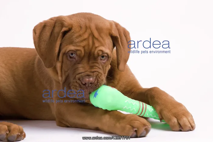 : Dog - Dogue de Bordeaux / Bordeaux / French Mastiff : Dog - Dogue de Bordeaux / Bordeaux / French Mastiff