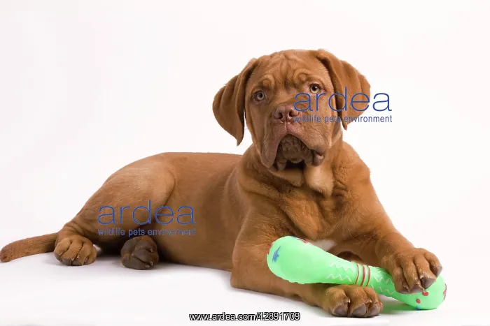 : Dog - Dogue de Bordeaux / Bordeaux / French Mastiff : Dog - Dogue de Bordeaux / Bordeaux / French Mastiff