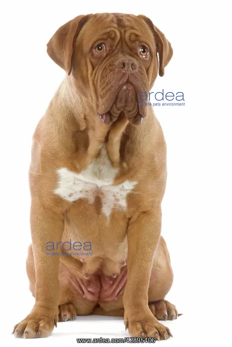 : Dog - Dogue de Bordeaux / Bordeaux / French Mastiff : Dog - Dogue de Bordeaux / Bordeaux / French Mastiff