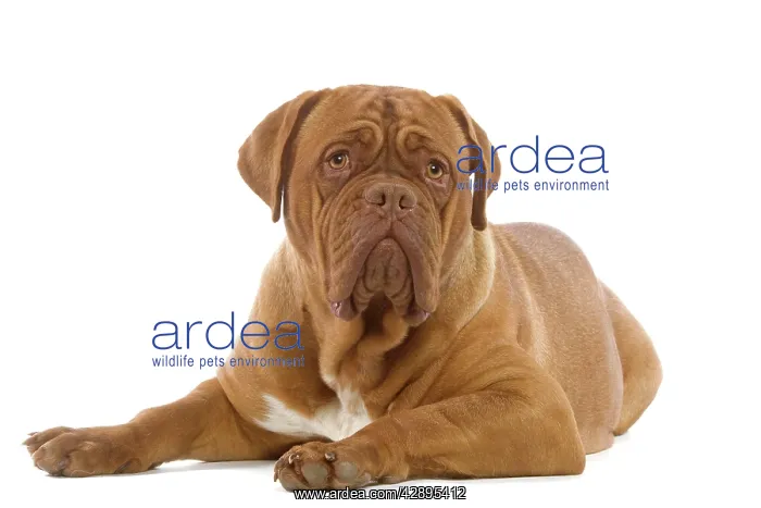 : Dog - Dogue de Bordeaux / Bordeaux / French Mastiff : Dog - Dogue de Bordeaux / Bordeaux / French Mastiff