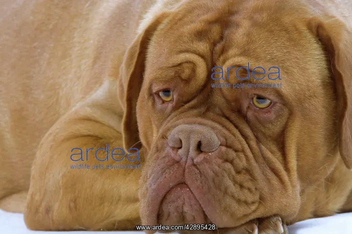 : Dog - Dogue de Bordeaux / Bordeaux / French Mastiff : Dog - Dogue de Bordeaux / Bordeaux / French Mastiff