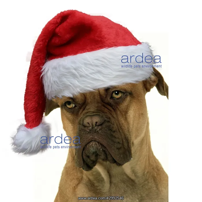 : Dog - Dogue de Bordeaux / Bordeaux / French Mastiff : Dog - Dogue de Bordeaux / Bordeaux / French Mastiff