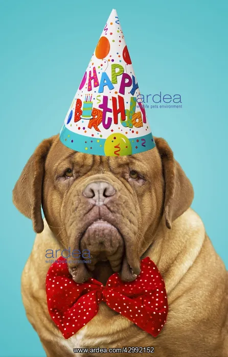 : Dog - Dogue de Bordeaux / Bordeaux Mastiff / : Dog - Dogue de Bordeaux / Bordeaux Mastiff /