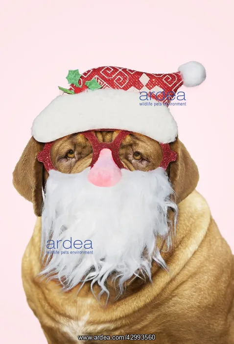 : Dog - Dogue de Bordeaux / Bordeaux Mastiff / : Dog - Dogue de Bordeaux / Bordeaux Mastiff /