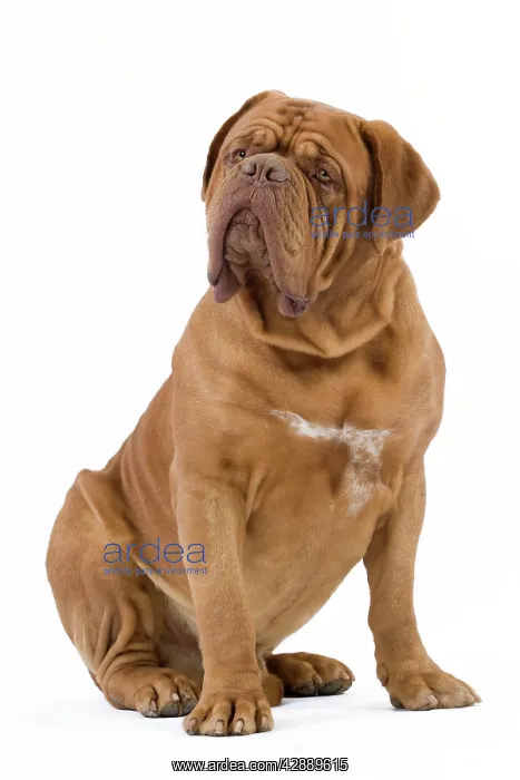 : Dog - Dogue de Bordeaux / Bordeaux Mastiff / French : Dog - Dogue de Bordeaux / Bordeaux Mastiff / French
