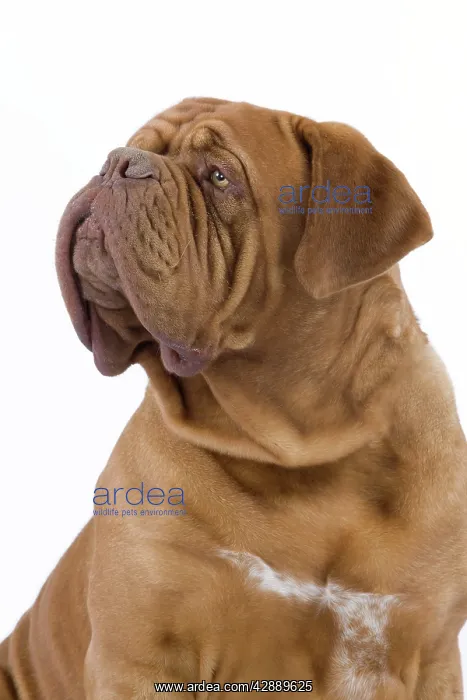 : Dog - Dogue de Bordeaux / Bordeaux Mastiff / French : Dog - Dogue de Bordeaux / Bordeaux Mastiff / French