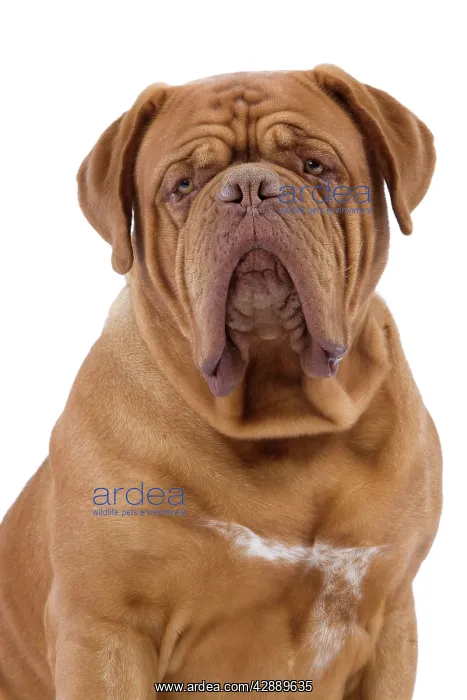 : Dog - Dogue de Bordeaux / Bordeaux Mastiff / French : Dog - Dogue de Bordeaux / Bordeaux Mastiff / French