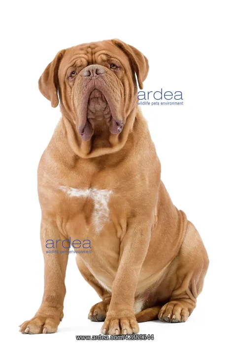 : Dog - Dogue de Bordeaux / Bordeaux Mastiff / French : Dog - Dogue de Bordeaux / Bordeaux Mastiff / French