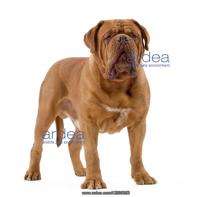 : Dog - Dogue de Bordeaux / Bordeaux Mastiff / French : Dog - Dogue de Bordeaux / Bordeaux Mastiff / French