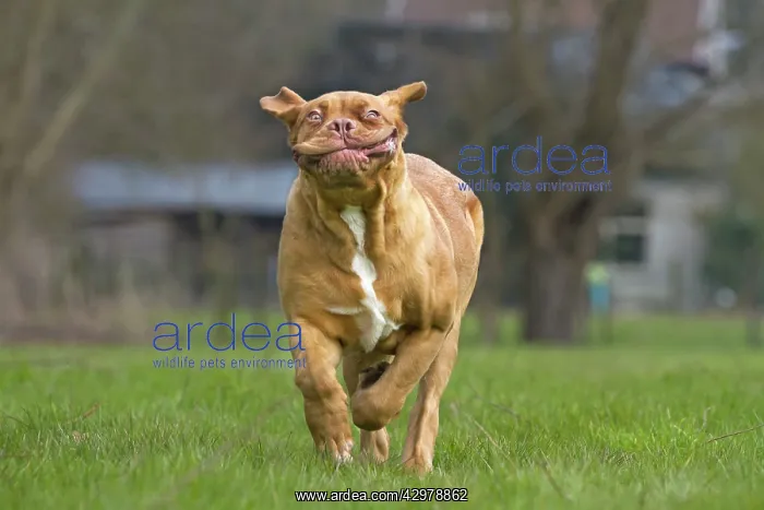  : Dog - Dogue de Bordeaux  /  Bordeaux Mastiff  /  French