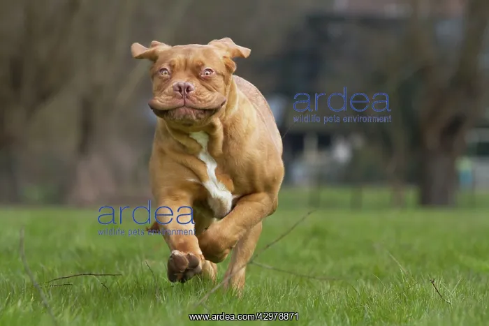 : Dog - Dogue de Bordeaux / Bordeaux Mastiff / French : Dog - Dogue de Bordeaux / Bordeaux Mastiff / French