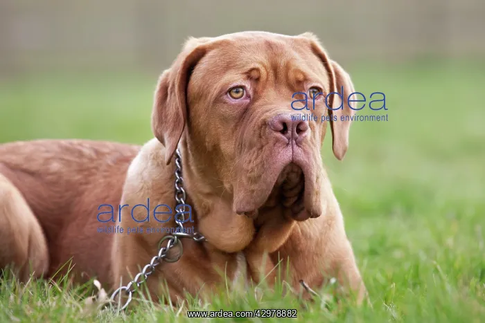 : Dog - Dogue de Bordeaux / Bordeaux Mastiff / French : Dog - Dogue de Bordeaux / Bordeaux Mastiff / French