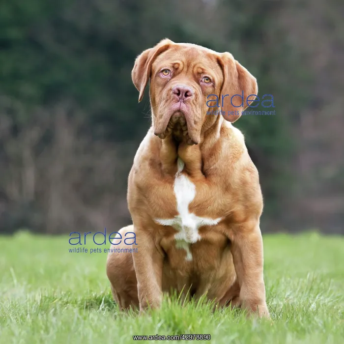 : Dog - Dogue de Bordeaux / Bordeaux Mastiff / French : Dog - Dogue de Bordeaux / Bordeaux Mastiff / French