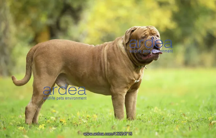 : Dog Dogue de Bordeaux / Bordeaux Mastiff / French Mastiff / Bordeauxdog : Dog Dogue de Bordeaux / Bordeaux Mastiff / French Mastiff / Bordeauxdog