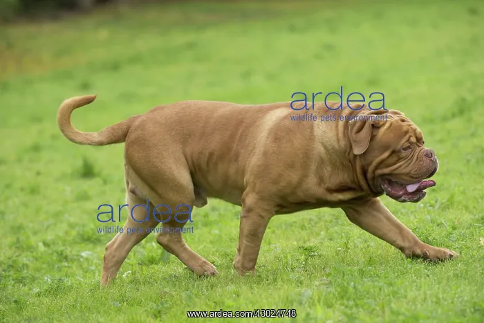 : Dog Dogue de Bordeaux / Bordeaux Mastiff / French Mastiff / Bordeauxdog : Dog Dogue de Bordeaux / Bordeaux Mastiff / French Mastiff / Bordeauxdog