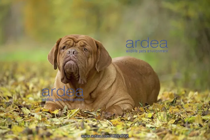 : Dog Dogue de Bordeaux / Bordeaux Mastiff / French Mastiff / Bordeauxdog : Dog Dogue de Bordeaux / Bordeaux Mastiff / French Mastiff / Bordeauxdog