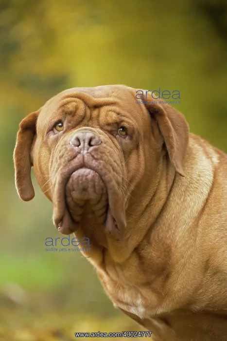 : Dog Dogue de Bordeaux / Bordeaux Mastiff / French Mastiff / Bordeauxdog : Dog Dogue de Bordeaux / Bordeaux Mastiff / French Mastiff / Bordeauxdog