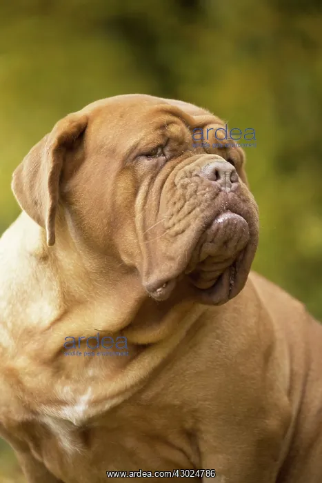 : Dog Dogue de Bordeaux / Bordeaux Mastiff / French Mastiff / Bordeauxdog : Dog Dogue de Bordeaux / Bordeaux Mastiff / French Mastiff / Bordeauxdog