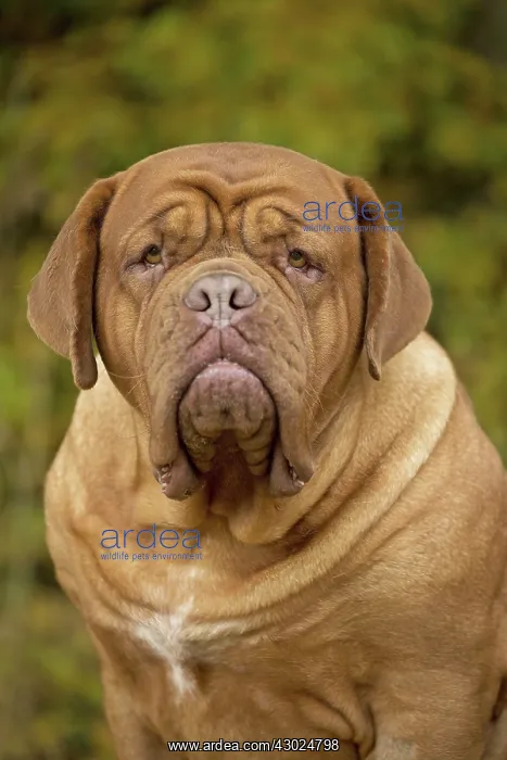  : Dog Dogue de Bordeaux  /  Bordeaux Mastiff  /  French Mastiff  /  Bordeauxdog