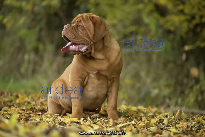 : Dog Dogue de Bordeaux / Bordeaux Mastiff / French Mastiff / Bordeauxdog : Dog Dogue de Bordeaux / Bordeaux Mastiff / French Mastiff / Bordeauxdog