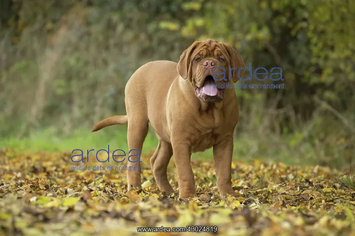 : Dog Dogue de Bordeaux / Bordeaux Mastiff / French Mastiff / Bordeauxdog : Dog Dogue de Bordeaux / Bordeaux Mastiff / French Mastiff / Bordeauxdog