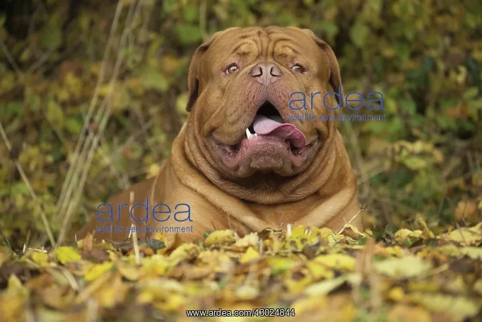 : Dog Dogue de Bordeaux / Bordeaux Mastiff / French Mastiff / Bordeauxdog : Dog Dogue de Bordeaux / Bordeaux Mastiff / French Mastiff / Bordeauxdog