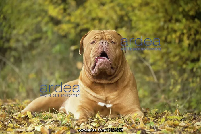 : Dog Dogue de Bordeaux / Bordeaux Mastiff / French Mastiff / Bordeauxdog : Dog Dogue de Bordeaux / Bordeaux Mastiff / French Mastiff / Bordeauxdog
