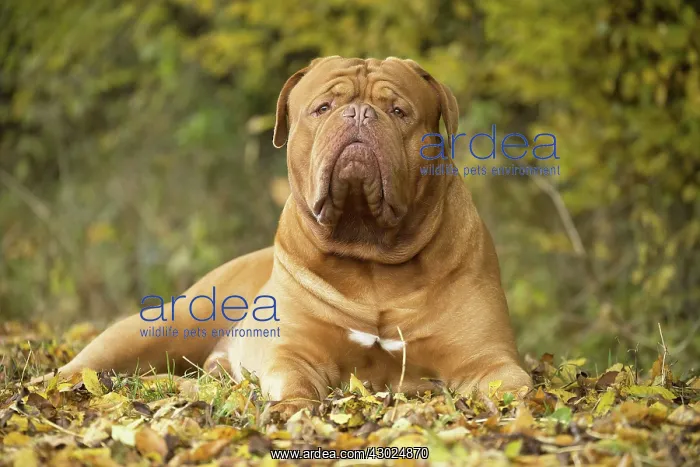 : Dog Dogue de Bordeaux / Bordeaux Mastiff / French Mastiff / Bordeauxdog : Dog Dogue de Bordeaux / Bordeaux Mastiff / French Mastiff / Bordeauxdog