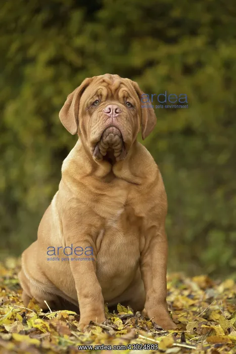 : Dog Dogue de Bordeaux / Bordeaux Mastiff / French Mastiff / Bordeauxdog : Dog Dogue de Bordeaux / Bordeaux Mastiff / French Mastiff / Bordeauxdog