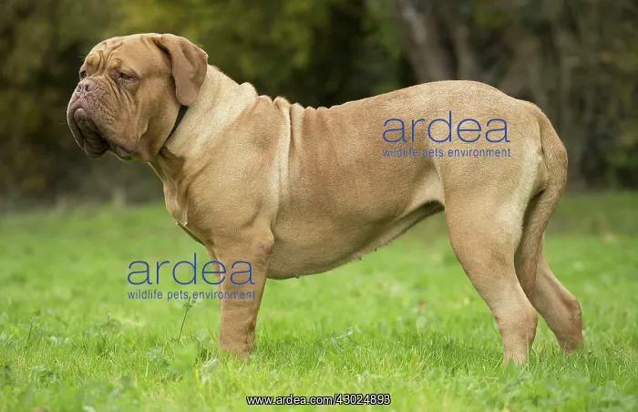 : Dog Dogue de Bordeaux / Bordeaux Mastiff / French Mastiff / Bordeauxdog : Dog Dogue de Bordeaux / Bordeaux Mastiff / French Mastiff / Bordeauxdog
