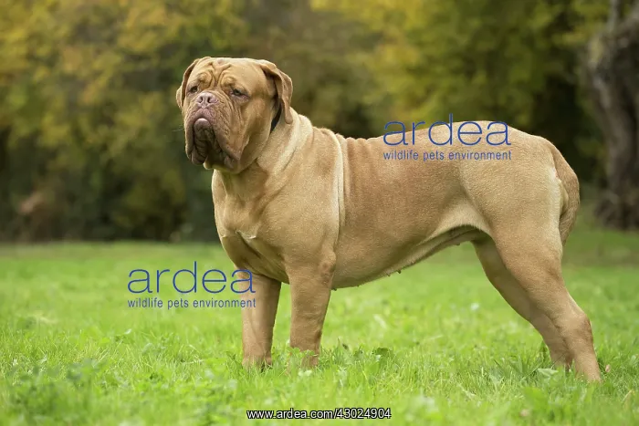 : Dog Dogue de Bordeaux / Bordeaux Mastiff / French Mastiff / Bordeauxdog : Dog Dogue de Bordeaux / Bordeaux Mastiff / French Mastiff / Bordeauxdog