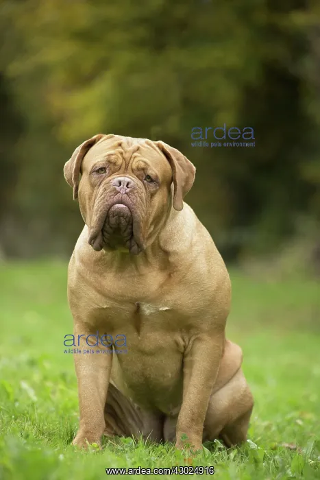 : Dog Dogue de Bordeaux / Bordeaux Mastiff / French Mastiff / Bordeauxdog : Dog Dogue de Bordeaux / Bordeaux Mastiff / French Mastiff / Bordeauxdog