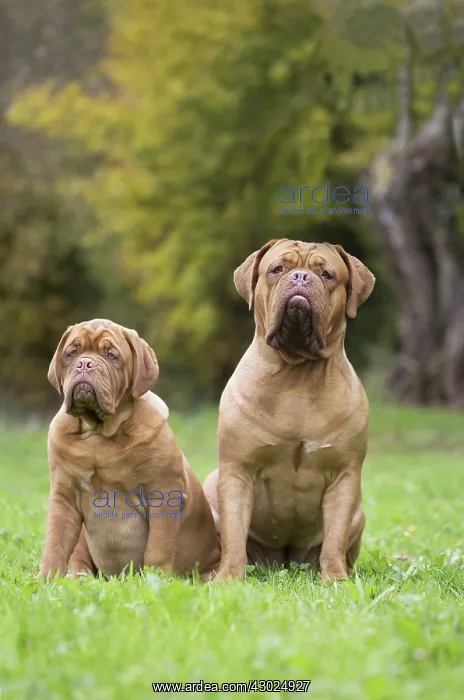 : Dog Dogue de Bordeaux / Bordeaux Mastiff / French Mastiff / Bordeauxdog : Dog Dogue de Bordeaux / Bordeaux Mastiff / French Mastiff / Bordeauxdog