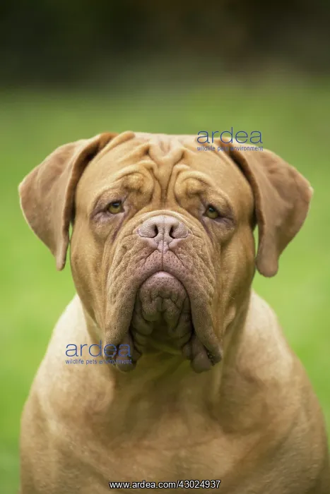: Dog Dogue de Bordeaux / Bordeaux Mastiff / French Mastiff / Bordeauxdog : Dog Dogue de Bordeaux / Bordeaux Mastiff / French Mastiff / Bordeauxdog