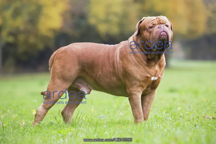 : Dog Dogue de Bordeaux / Bordeaux Mastiff / French Mastiff / Bordeauxdog : Dog Dogue de Bordeaux / Bordeaux Mastiff / French Mastiff / Bordeauxdog