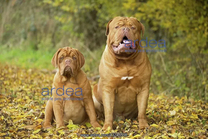 : Dog Dogue de Bordeaux / Bordeaux Mastiff / French Mastiff / Bordeauxdog : Dog Dogue de Bordeaux / Bordeaux Mastiff / French Mastiff / Bordeauxdog