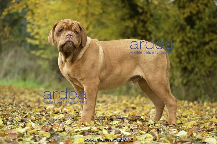 : Dog Dogue de Bordeaux / Bordeaux Mastiff / French Mastiff / Bordeauxdog : Dog Dogue de Bordeaux / Bordeaux Mastiff / French Mastiff / Bordeauxdog