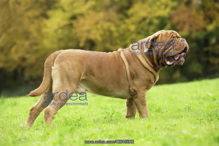 : Dog Dogue de Bordeaux / Bordeaux Mastiff / French Mastiff / Bordeauxdog : Dog Dogue de Bordeaux / Bordeaux Mastiff / French Mastiff / Bordeauxdog