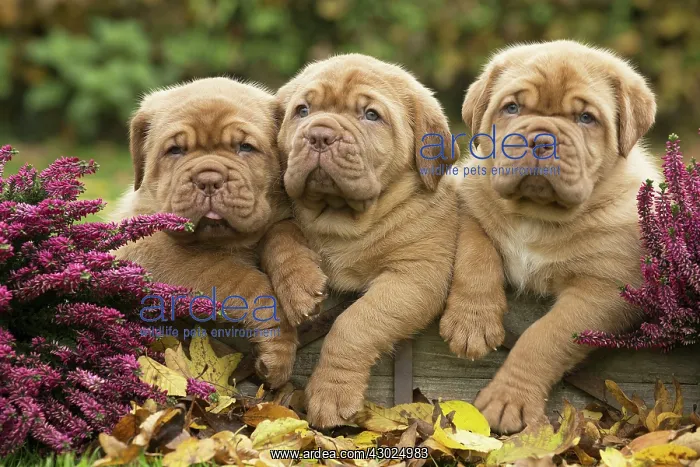 : Dog Dogue de Bordeaux / Bordeaux Mastiff / French Mastiff / Bordeauxdog puppies : Dog Dogue de Bordeaux / Bordeaux Mastiff / French Mastiff / Bordeauxdog puppies