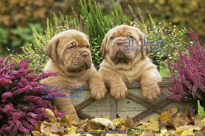 : Dog Dogue de Bordeaux / Bordeaux Mastiff / French Mastiff / Bordeauxdog puppies : Dog Dogue de Bordeaux / Bordeaux Mastiff / French Mastiff / Bordeauxdog puppies