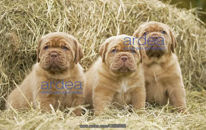 : Dog Dogue de Bordeaux / Bordeaux Mastiff / French Mastiff / Bordeauxdog puppies : Dog Dogue de Bordeaux / Bordeaux Mastiff / French Mastiff / Bordeauxdog puppies